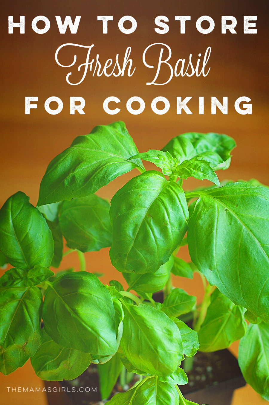 How to store fresh basil for cooking