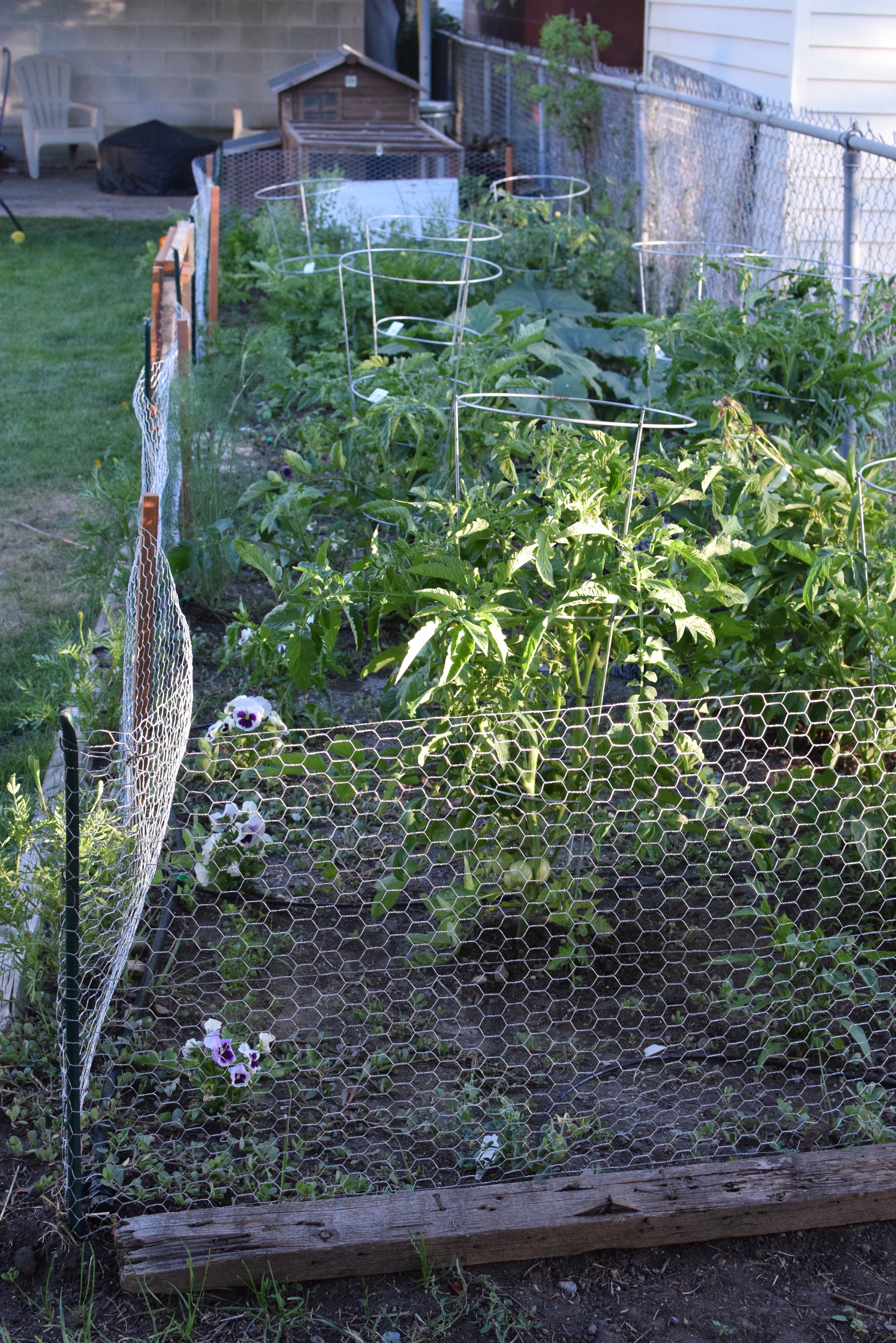 chicken wire around garden alternative