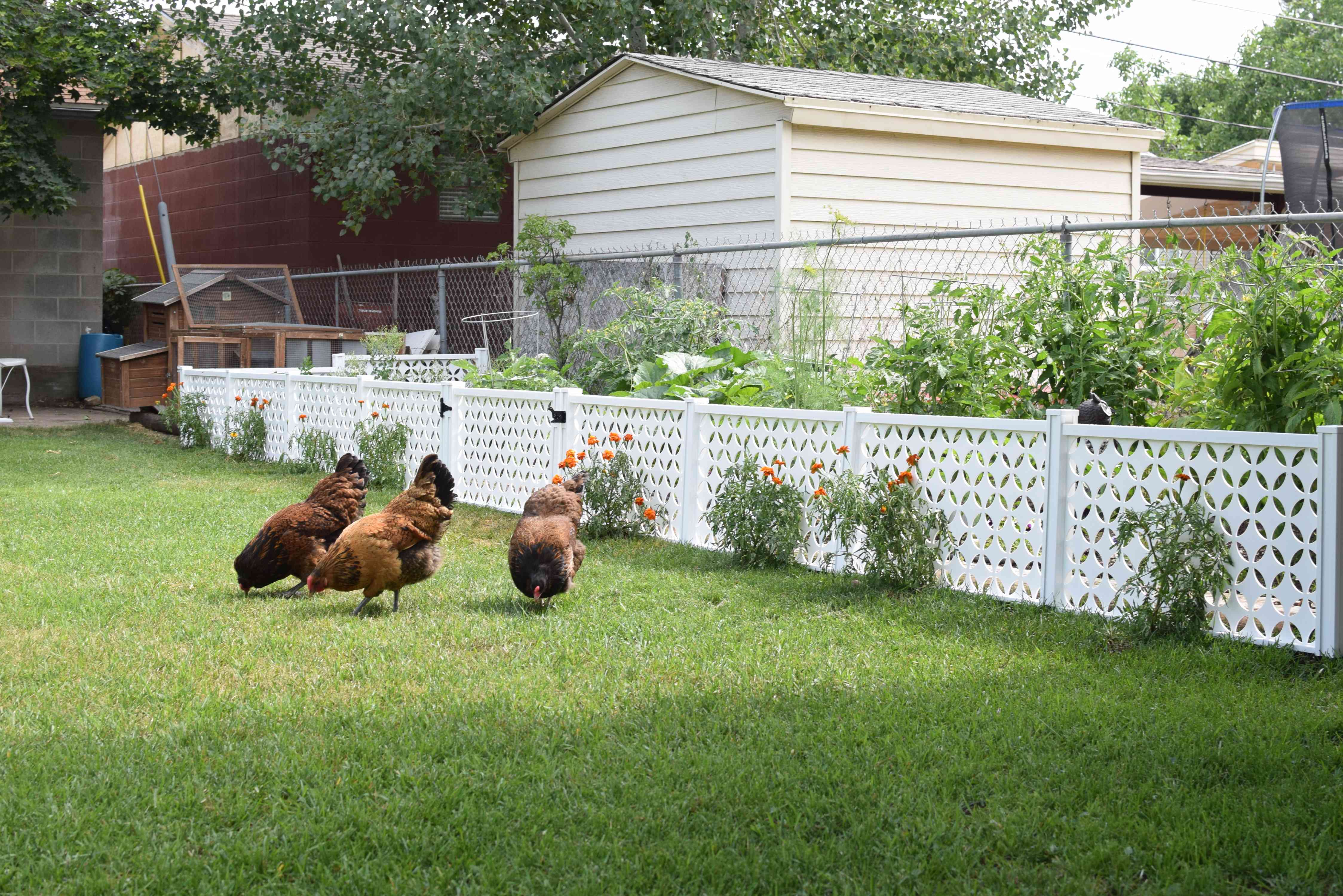 how to enclose a garden to protect from chickens