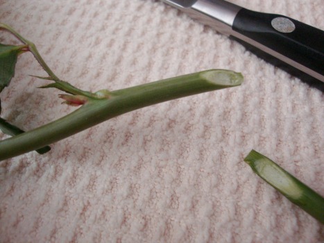cut stem on angle