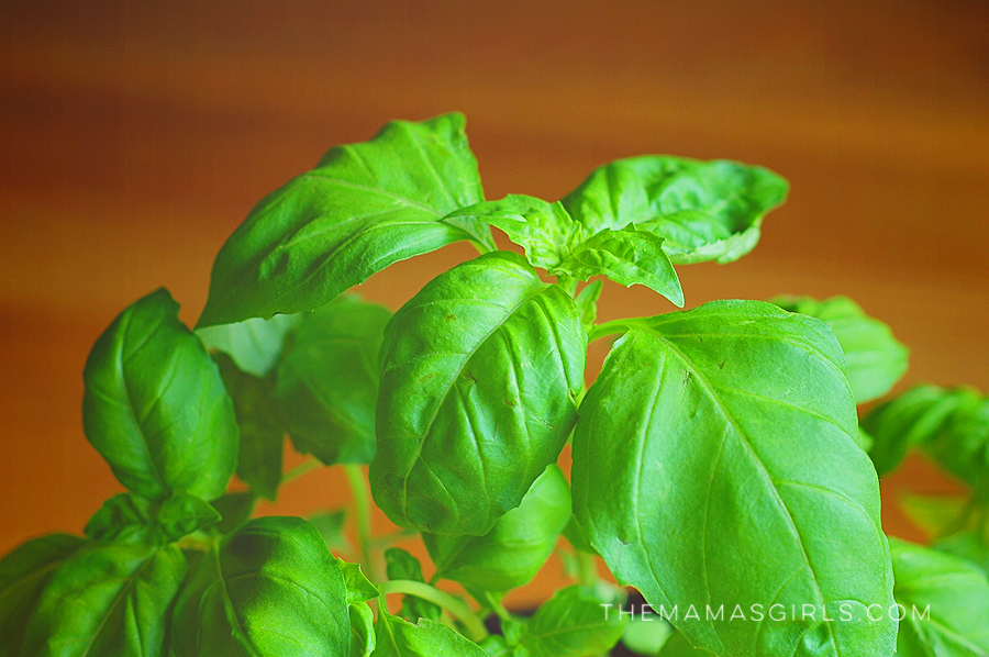 How to Store Fresh Basil for Cooking