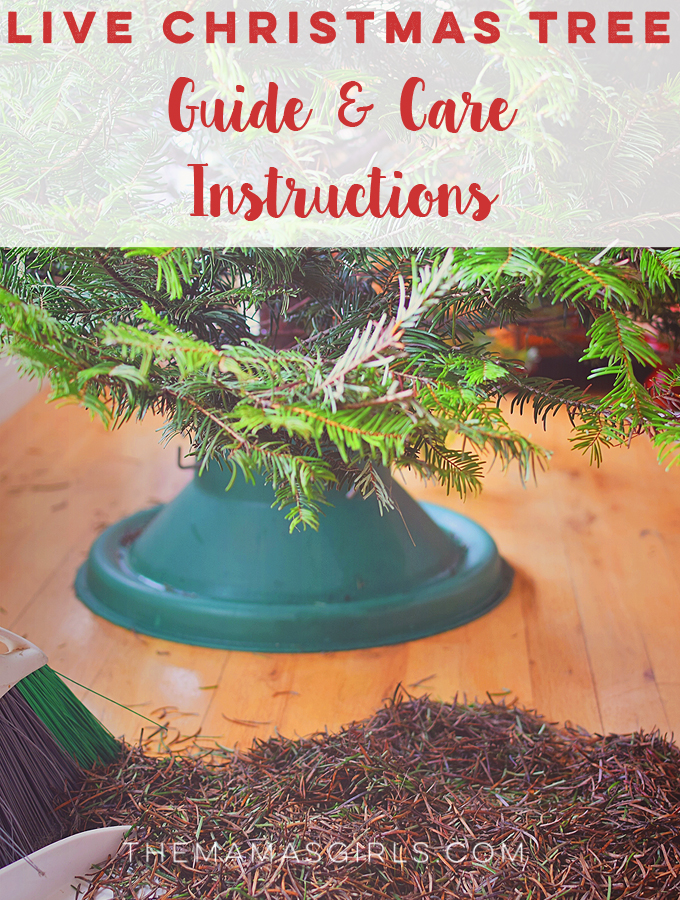 Live Christmas Tree Guide & Care Instructions