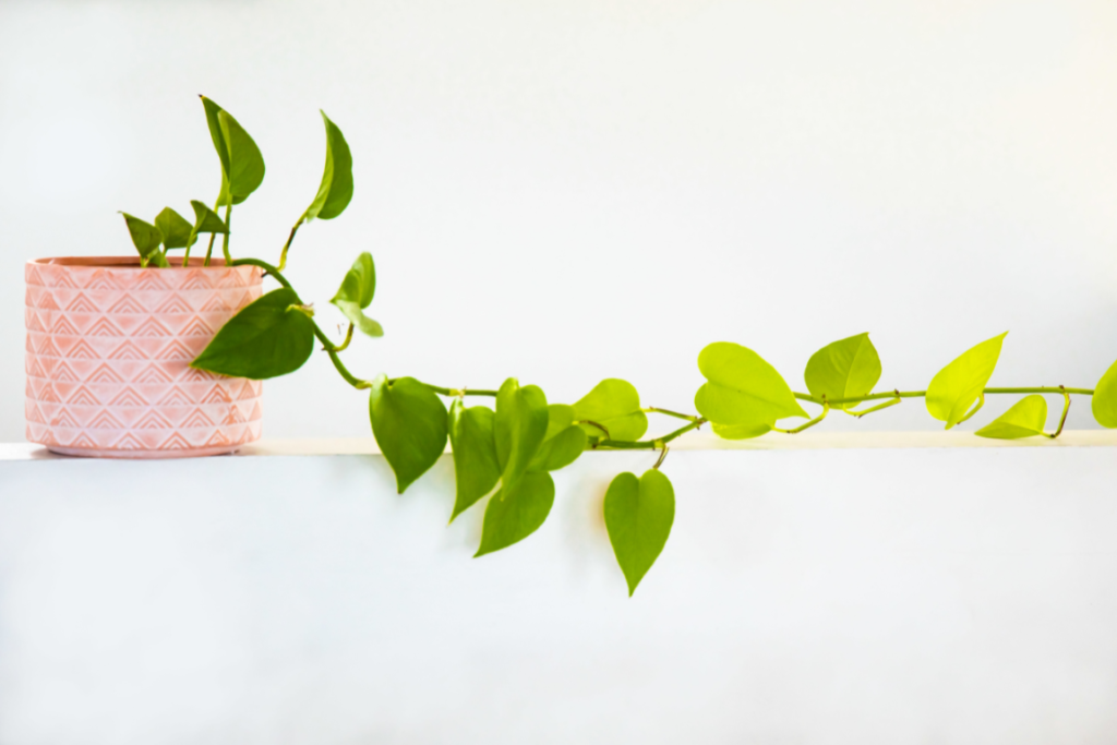 house plant care